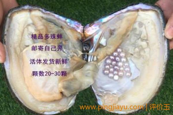 珍珠蚌的种类